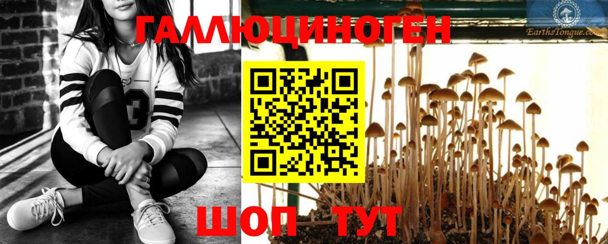 Псилоцибиновые грибы Psilocybe Кстово